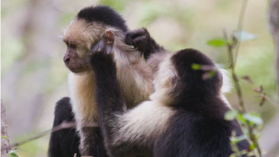Female sociability and fitness in primates featured image