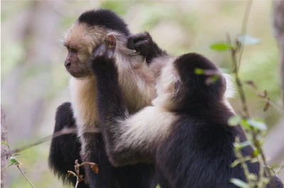 Female sociability and fitness in primates featured image
