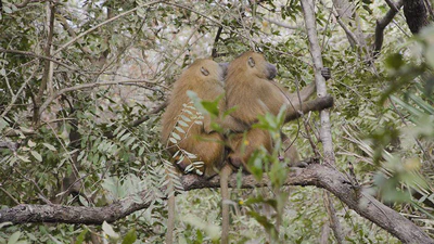 Male-male competition and tolerance in baboons. featured image