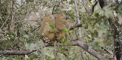 Male-male competition and tolerance in baboons. featured image